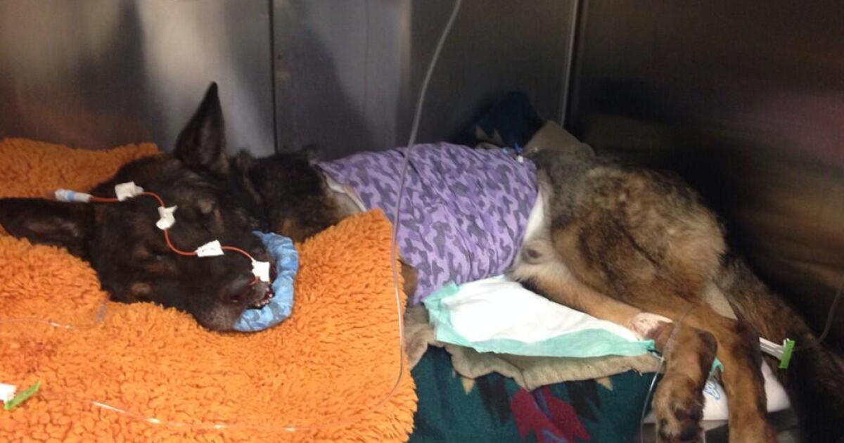 Wounded Anaheim police dog Bruno to go home | LAist