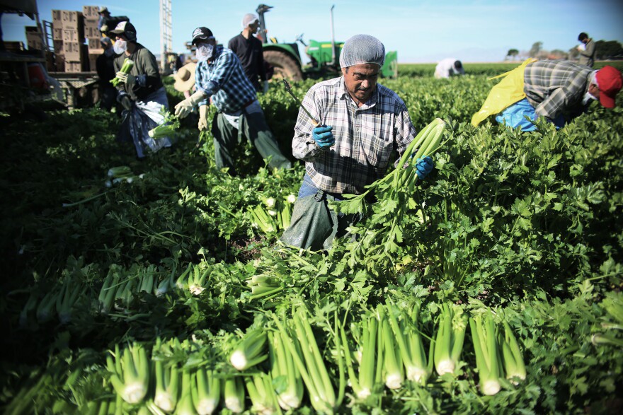 Mexican Farm workers harvest celery in a field of Brawley, California, in the Imperial Valley, on January 31, 2017. 
Many of the farm workers expressed fears that they would not be able to continue working in the United States under the President Trump's administration. / AFP / Sandy Huffaker        (Photo credit should read SANDY HUFFAKER/AFP/Getty Images)
