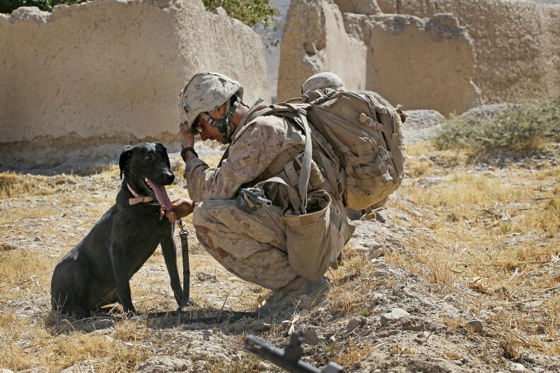 KAJAKI, AFGHANISTAN - OCTOBER 17:  Marine Cpl. Jonathan Eckert of Oak Lawn, Illinois, attached to India Battery, 3rd Battalion, 12th Marine Regiment sits with his improvised explosive device (IED) sniffing dog Bee as he tries to cope with the death of a fellow Marine while waiting for a MEDEVAC helicopter to pick up the Marine's remains during a patrol near Forward Operating Base (FOB) Zeebrugge on October 17, 2010 in Kajaki, Afghanistan. Eckert was checking for IEDs with Cpl. Jorge Villarreal of San Antonio, Texas in advance of a small group of Marines when Villarreal stepped on an IED pressure plate and was killed. The Marines of India Battery, 3rd Battalion, 12th Marine Regiment are responsible for securing the area near the Kajaki Damn on the Helmand River.  (Photo by Scott Olson/Getty Images)