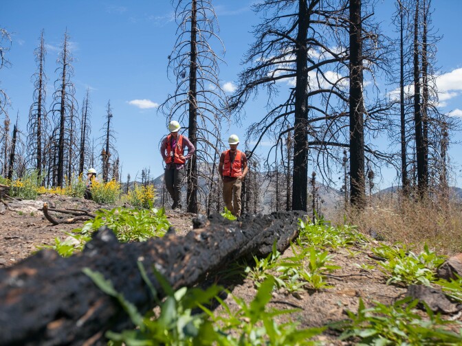 US Forest Service crew members Paris Krause and Michael DeNicola walk along a high intensity burn area (mostly dead Jeffrey pines and White firs) one year after the Lake Fire in the San Bernardino National Forest on Wednesday, July 20, 2016.  