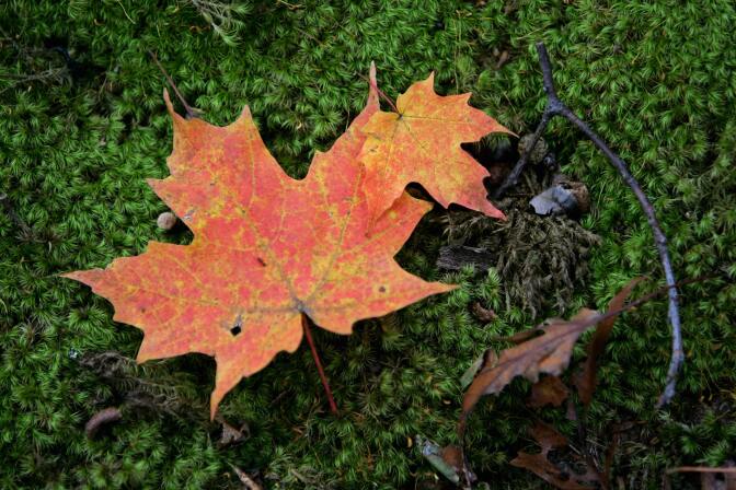 A fallen leaf lies on the moss covered ground on October 11, 2006 in Bear Mountain State Park near Harriman New York.