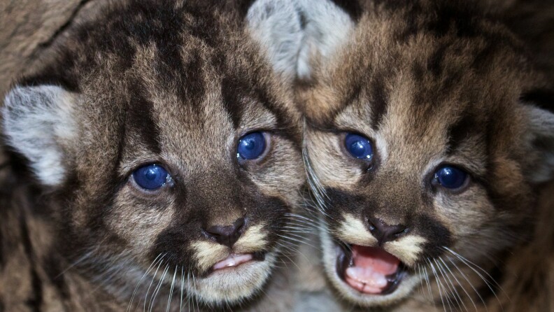 Mountain lion kittens P-46 and P-47 are seen at their den in the western Santa Monica Mountains.