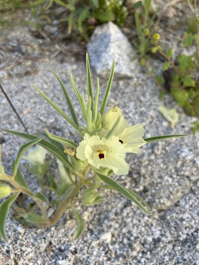 A close-up of a pale yellow flower growing in a sandy wash. 