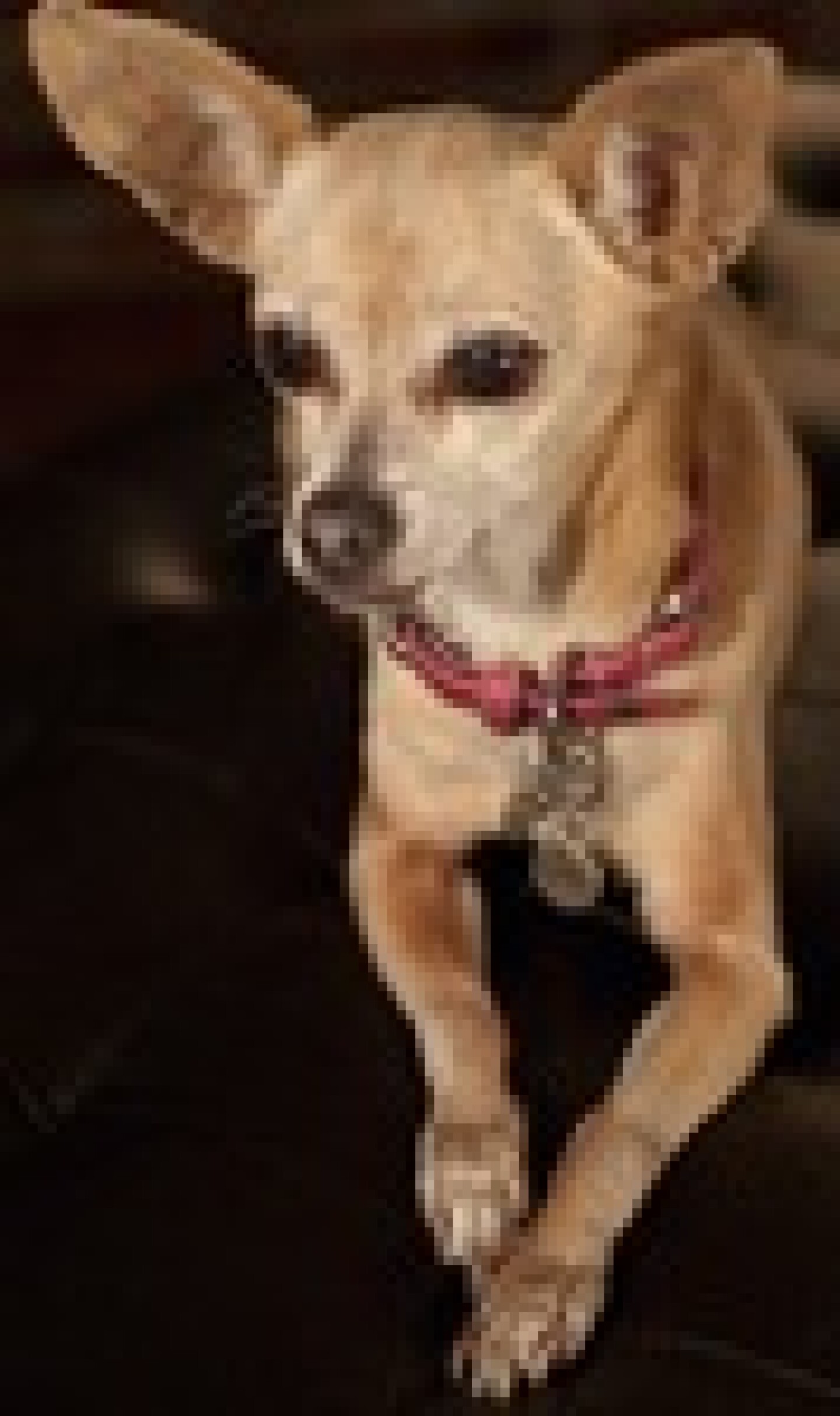 taco-bell-chihuahua2.jpg