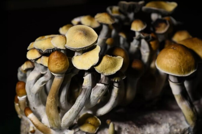 A photo of Psilocybin mushrooms 