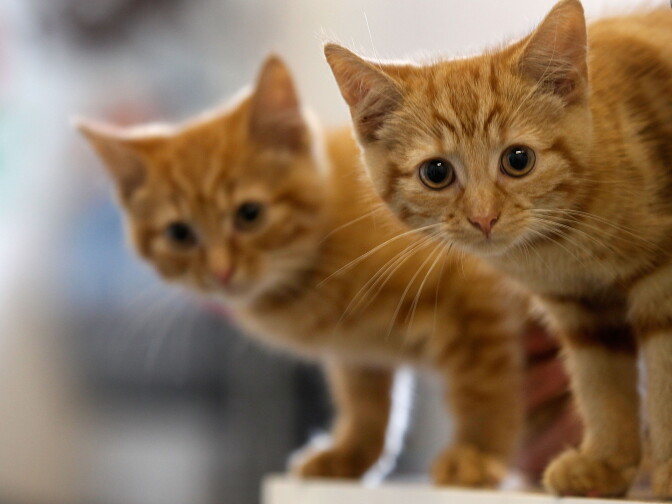 MANCHESTER, ENGLAND - JULY 27:  Milly, a 13-week-old kitten waits with her brother Charlie (L) to be re-homed at The Society for Abandoned Animals Sanctuary in Sale, Manchester which is facing an urgent cash crisis and possible closure on July 27, 2010 in Manchester, England. The Society for Abandoned Animals exists entirely on public support and unless it can raise GBP 50,000 in the next couple of months it will have to close down. The registered charity started in 1967 and in the last five years alone the charity has rescued and found homes for more than 1,000 cats, 290 rabbits and 262 dogs. The rescue centre is one of the many who are suffering a downfall in donations due to the economic recession.  (Photo by Christopher Furlong/Getty Images)