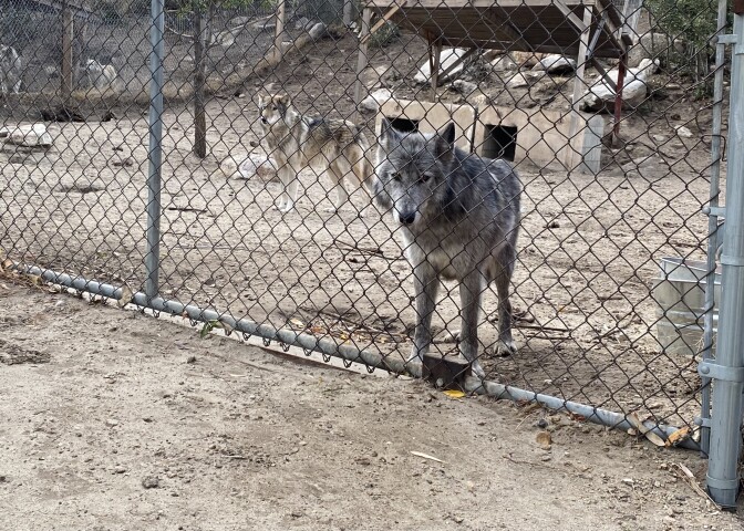 A grey and black wolf peers through a chain link fence at the Wolf Connection ranch in Palmdale. A second wolf stands in the background.