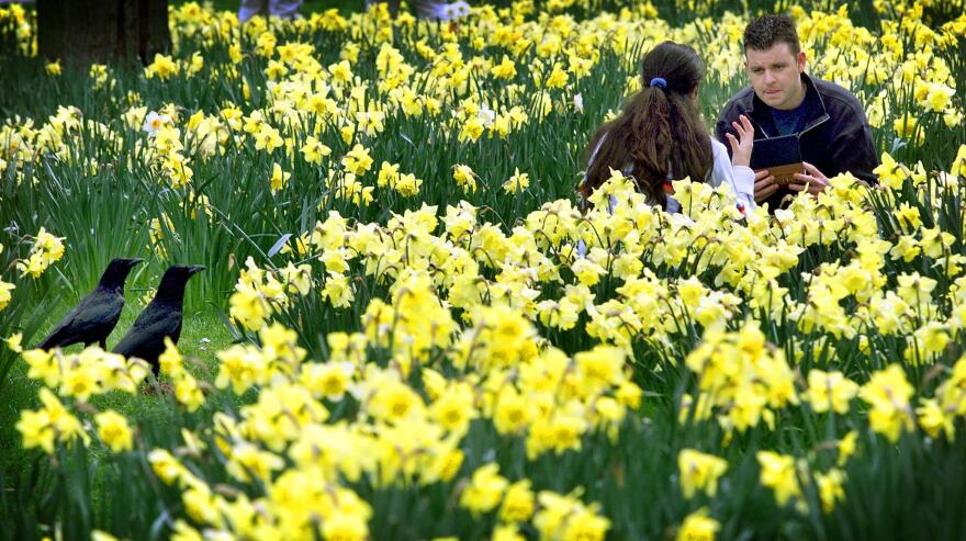 Two birds stare at a couple in a flower-filled meadow.