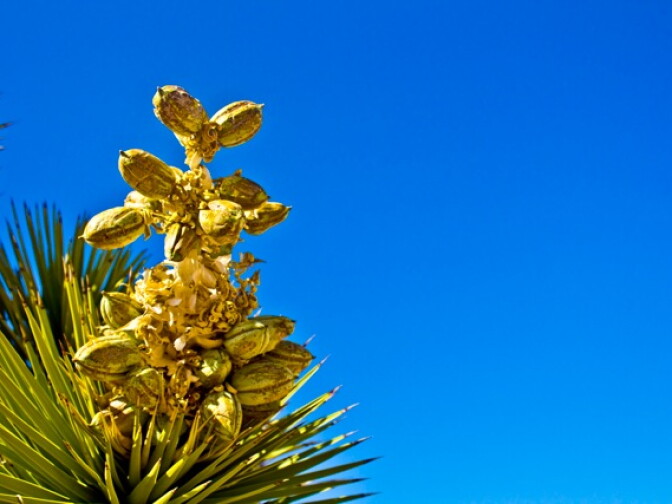 Joshua Tree in bloom at Joshua Tree National Park. Photo submitted by user Nillie De Grakovac. 