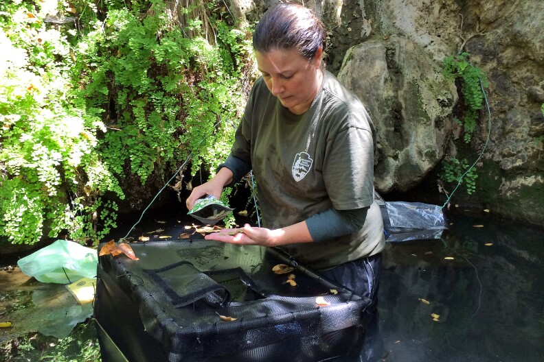 Katy Delaney, a wildlife ecologist with the National Parks Service, feeds red-legged frog tadpoles in an undisclosed location in the Santa Monica Mountains.