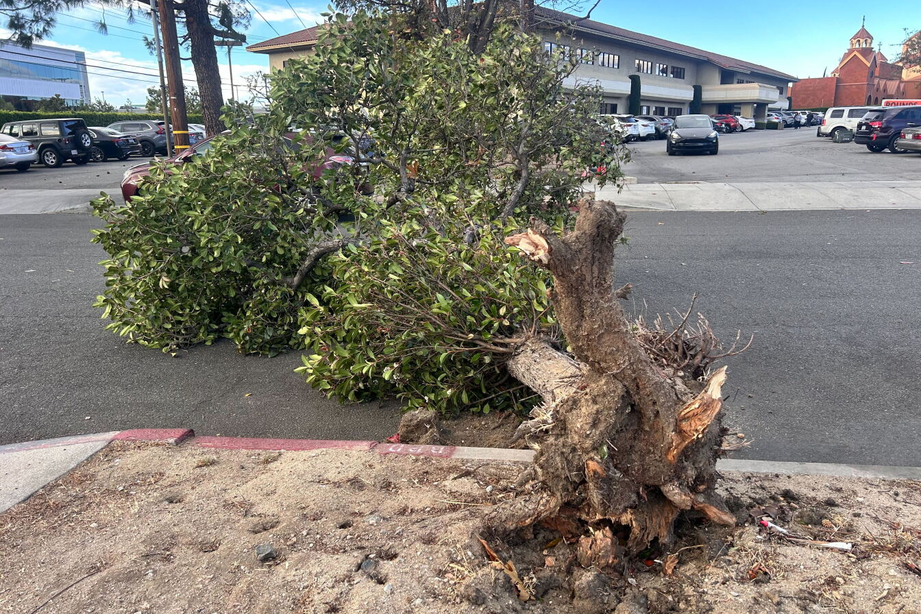 LA's dying trees