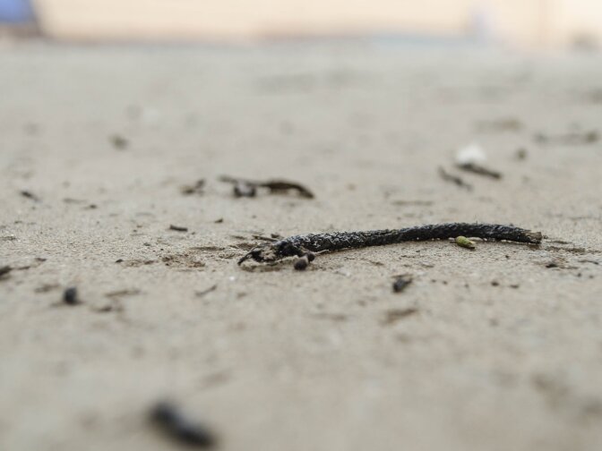 KPCC listener Austin Drissen writes: "Among the fallout from the fire has been a barrage of ash consisting mostly of burned leaves and grass. The below photo is from 2 miles away from the fire. Downwind, I've seen ash piled in the streets as far as Hamner."