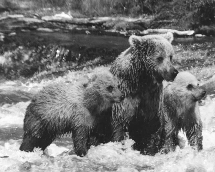 A mother bear and her two cubs stand in the middle of a fast-flowing stream in a black and white image.