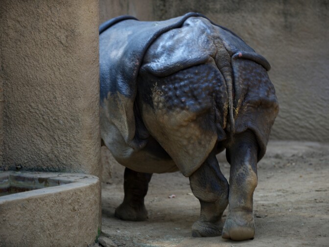 The business end when it comes to rhino love. When the male and female are coupled (for up to an hour!), the male can ejaculate 70 times or more.