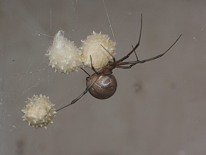 A female Brown Widow spider guards her eggs in photo taken Sept., 2004 near Archer, Fla. adjacent to a spa pump.  The Brown Widow, a relative of the famous Black Widow spider, rarely bites unless provoked or her eggs are endangered.  The potency of the Brown Widow is said to be twice as powerful as the Black Widow. Both of these spiders are found routinely under chairs left outside, under porches, and around garden equipment. (AP Photo/Phil Sandlin)