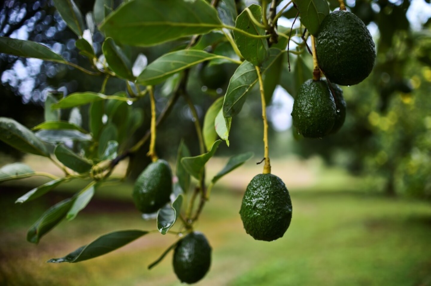 Is It OK To Take Avocados And Other Fruits From Your Neighbor's Tree