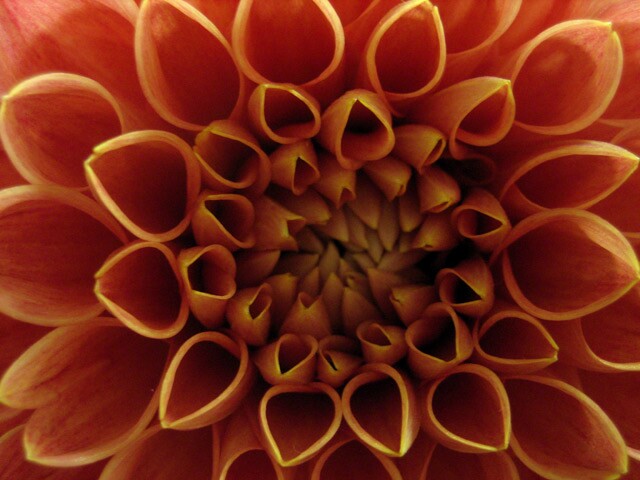 Orange_dahlia.jpg