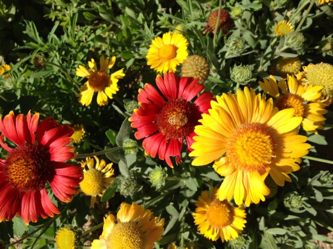 Bees feast on flowers at a family farm outside Española, New Mexico.
