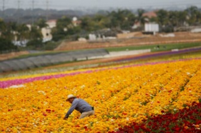 A Hispanic farmworker harvests Ranunculus bulbs at the Flower Fields April 28, 2006 in Carlsbad, California.