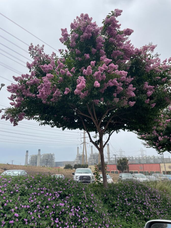A tree in bloom with a skinny trunk and pink flowers. A power plant is in the background with a marine layer covering the sky.