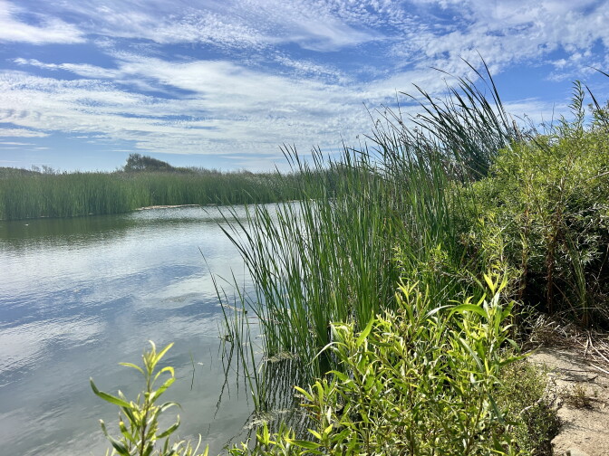 Tall reeds and green shrubs line the bank of a calm wetlands area under a partly cloudy blue sky.
