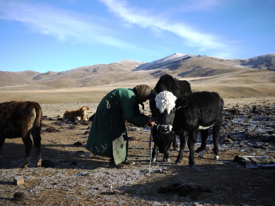 Lkhagvajav Bish unties one of her cows. Bish's herd has dwindled since she began raising cashmere goats. She used to have 20 goats; now she has 150. "They're just taking over," she says.