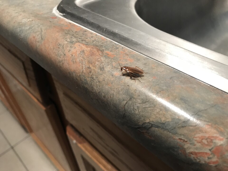  A cockroach crawls across the kitchen counter of an apartment.