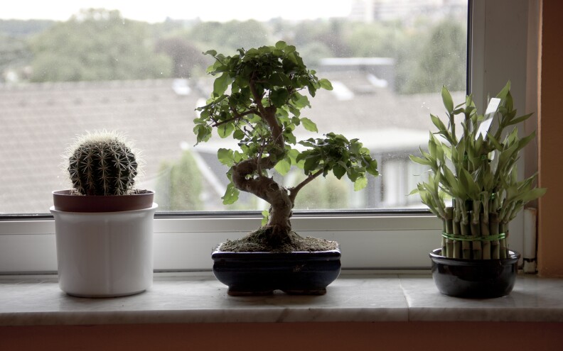 What do teenagers want? Psychologist Lisa Damour says "potted plant parents."