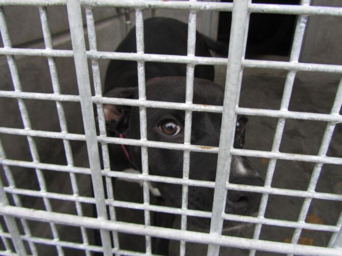 Recent reporting from the Los Angeles Times found that many local animal shelters are reaching occupancy and overcrowding.