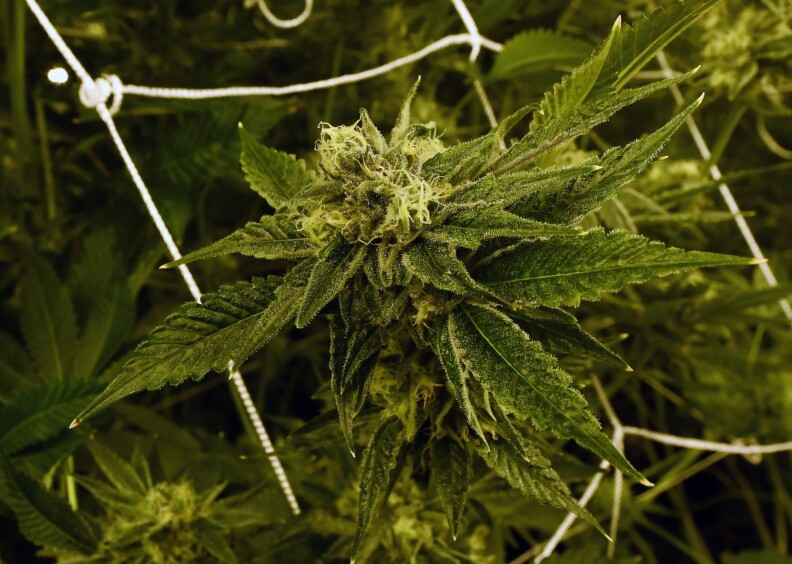 LAS VEGAS, NV - JULY 06:  A bud on a growing marijuana plant is shown at Essence Vegas' 54,000-square-foot marijuana cultivation facility on July 6, 2017 in Las Vegas, Nevada. On July 1, Nevada joined seven other states allowing recreational marijuana use and became the first of four states that voted to legalize recreational sales in November's election to allow dispensaries to sell cannabis for recreational use to anyone over 21. Since July 1, sales of cannabis products in the state have generated more than USD 1 million in tax revenue.  (Photo by Ethan Miller/Getty Images)