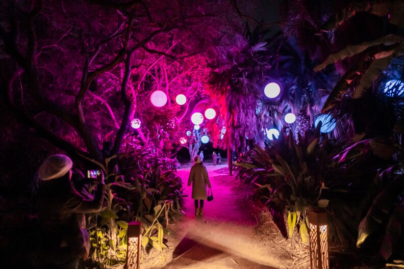 A person in a hat and a winter coat walks through a park lit in pink and purple lighting.