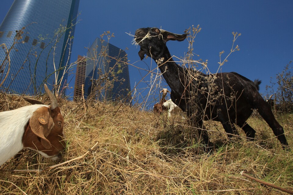 LOS ANGELES, CA - SEPTEMBER 09:  A herd of 100 South African Boer goats chews on tough weeds and dry grasses to clear a steep hillside lot near the Angels Flight funicular railroad on September 9, 2008 in the Bunker Hill high-rise district of downtown Los Angeles, California. Leaders of the Los Angeles Community Redevelopment Agency rented the goats as an economical and environmentally friendly alternative to using gas-powered weed-whacker-wielding humans. Human workers would have charged as much as $7,500 to clear the 2 ½-acre Angels Knoll lot. The goats cost only about $3,000 and there will be no overtime charges. An additional 50 goats will be added to the herd soon to help complete the job in the next week to 10-days.  (Photo by David McNew/Getty Images)