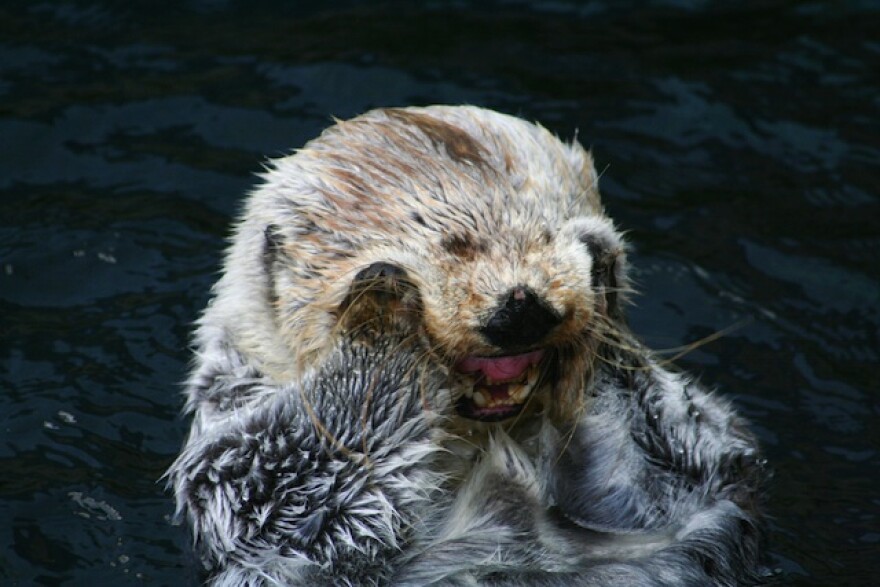 otters_are_cute.jpg
