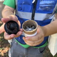 A man holds a tube of mosquitoes. The cap is off and the insects are flying out.
