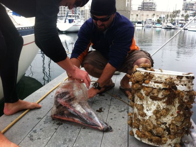 Senior Aquarist at the Santa Monica Pier Jose Bacallo prepares a marine mammal artifact for bay-induced maceration. 
