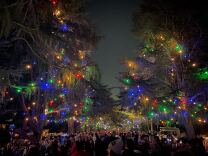 Tall trees with Christmas lights lit up. Tons of people are taking pictures.