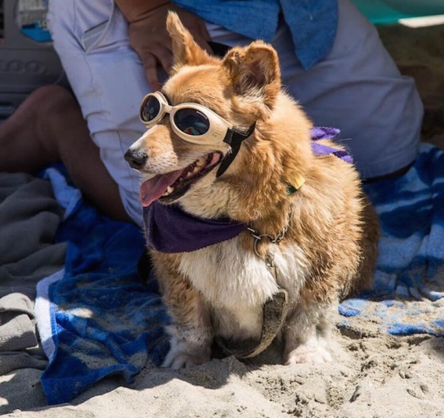 corgi_summer_beach_day.jpg