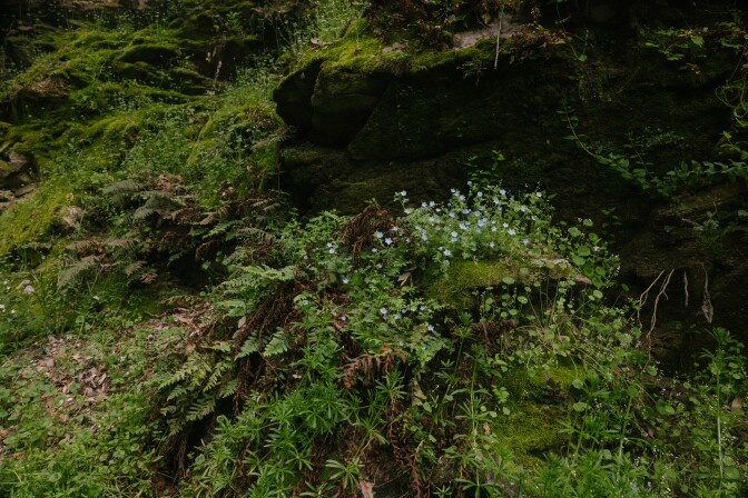 A rock wall full of moss, ferns, and blue wildflowers. 