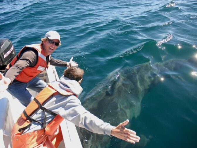 Sal Jorgensen (left) is a research scientist for Monterey Bay Aquarium's Project White Shark, celebrates a successful tagging of an adult great white shark of California's Farallon Islands.