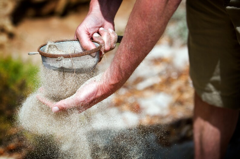 Hubbard uses a sifter to look for Isopods. The crustaceans like to burrow in semi-moist sand, similar to the consistency of brown sugar.