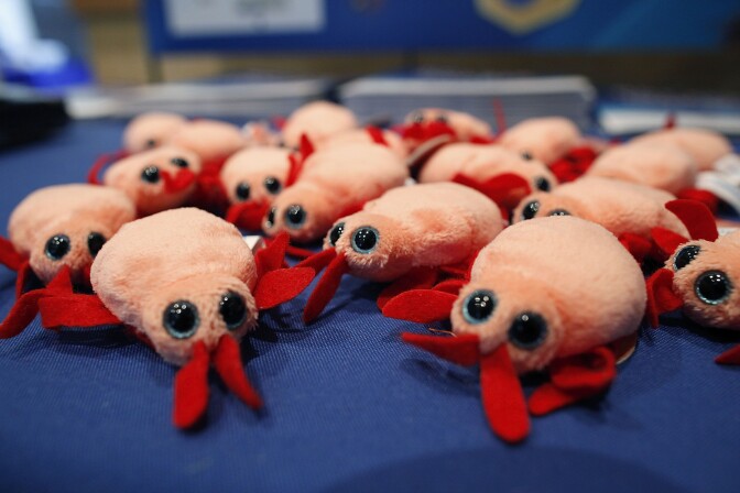 ROSEMONT, IL - SEPTEMBER 22:  Plush bed bugs are displayed at the Bed Bug University North American Summit 2010 on September 22, 2010 in Rosemont, Illinois. The two-day conference of bed bug experts and pest control workers featured seminars from researchers and vendors displaying the latest products focused on bedbug detection, elimination and prevention.  (Photo by Brian Kersey/Getty Images)