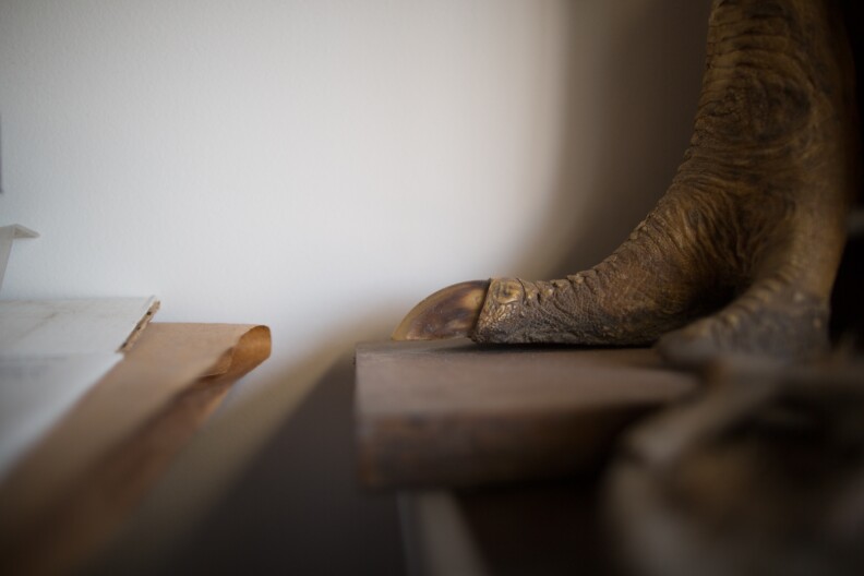 Ostrich legs on a shelf at the office space for the exhibits crew at The Natural History Museum.