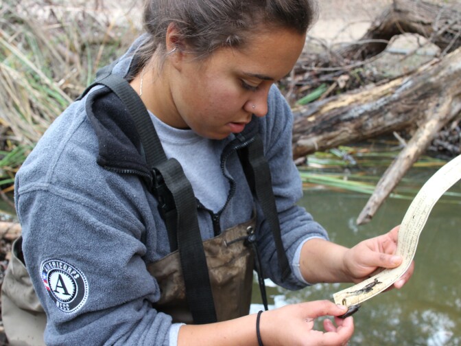 Madison Butler measures the length of a red swamp crayfish removed from the Malibu Creek Watershed. 