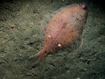 Petrale sole, a flatfish only caught by trawling on soft-bottom seafloor.