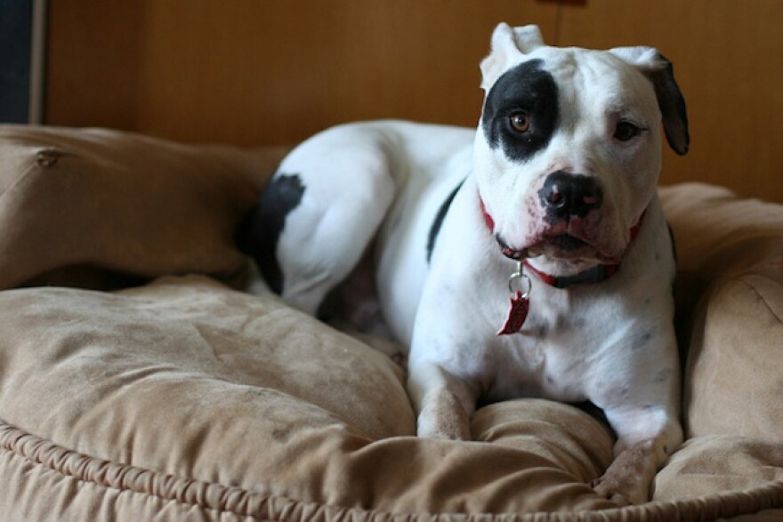 doogie-dog-adopt.jpg