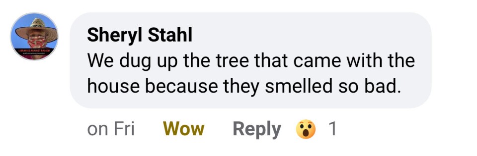 A Facebook comment that says disparaging things about the smell of guava trees.