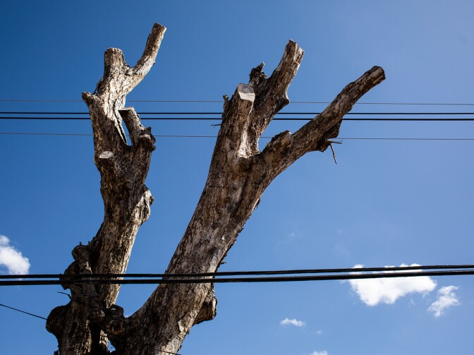 An long-abandoned water filtration plant and a tree with an attached sign labeling it as dangerous. Though dead, the tree stands precariously beside utility cables and a house in Camuy.