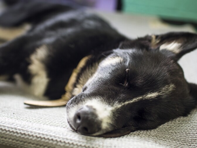 The Dog Cafe in Silver Lake was inspired by animal cafes in Asia. Each dog at the cafe is up for adoption.