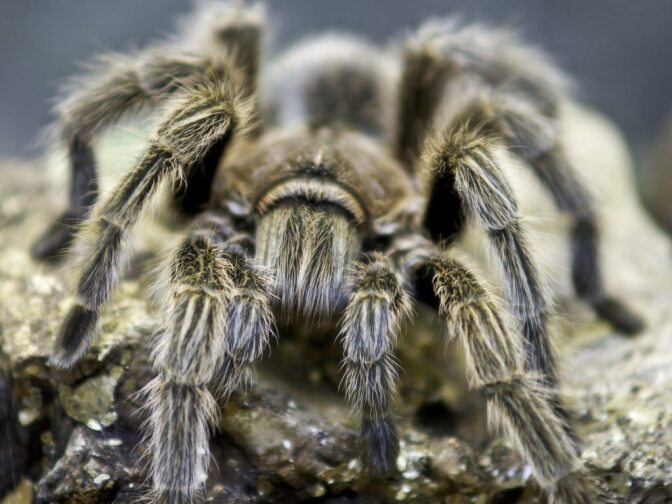 A tarantula