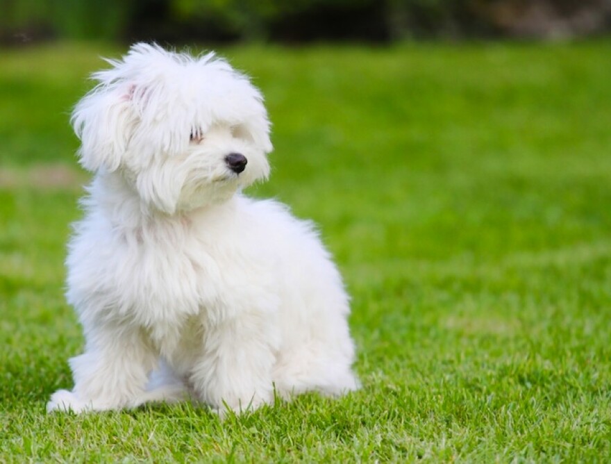 maltese.jpg